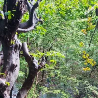 اجاره روزانه اقامتگاه  همرا با اتاق و سوئیت|اجارهٔ کوتاه‌مدت آپارتمان و سوئیت|رستم‌آباد, |دیوار