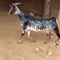 ذات ناب|حیوانات مزرعه|همدان, |دیوار