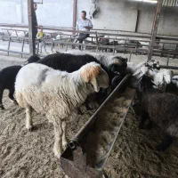 فروش قوچ بذری|حیوانات مزرعه|شیراز, بید زرد|دیوار