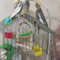 پرنده عروس ۲ ماهه کاملا رسیدگی شده ا