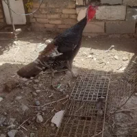 بوقلمون ۲ عدد