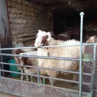 قوچ|حیوانات مزرعه|اسلامآباد غرب, |دیوار