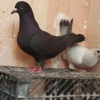 کبوتر زاغ ماده کرمونی درجه یک