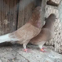 جفت زرد پرش بالا|پرنده|قم, بنیاد|دیوار