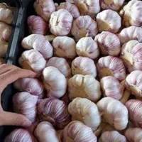 سیر درجه یک صادراتی