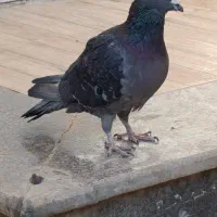 کبوتر|پرنده|شیراز, کرونی(خاتونک)|دیوار
