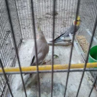 عروس هلندی|پرنده|رشت, منظریه|دیوار