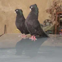 کبوتر سیاه