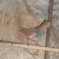 کفتر پرشی گرفتنی