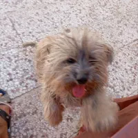 سگ شیتزو 5 ماهه