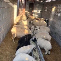 فروش میش بره