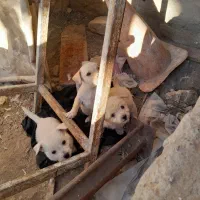 پاپی جهت واگذاری|سگ|ملکآباد, |دیوار