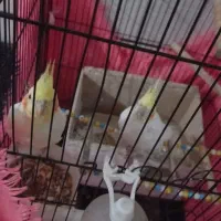 عروس هلندی و کوتوله