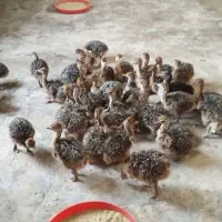 جوجه شترمرغ وماندارین|حیوانات مزرعه|رشت, بلوار گیلان|دیوار