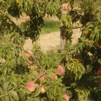 باغ فروشی|فروش زمین و ملک کلنگی|نیشابور, مازول|دیوار