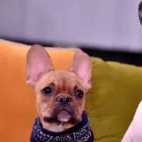 سگ فرنچ بولداگ