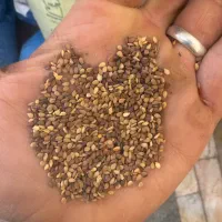 ارده ،کنجد ایرانی و حلوا شکری