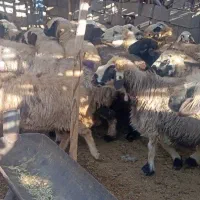 25راس میش داشتی صحرایی|حیوانات مزرعه|ارژن, |دیوار