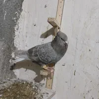 نر مشکی دم سفید