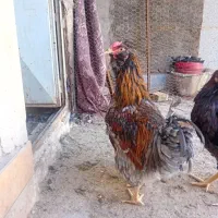 نیمچه گلین وارداتی و ویاندوت|حیوانات مزرعه|مرند, |دیوار