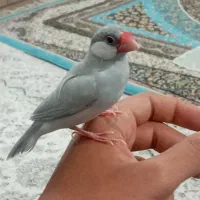 فنج فول دستی|پرنده|یزد, |دیوار