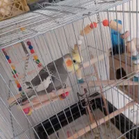 عروس هلندی