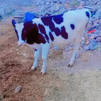 گوساله ماده اصل هلندی