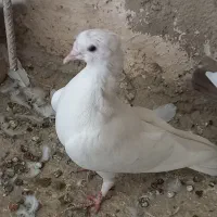 کفتر