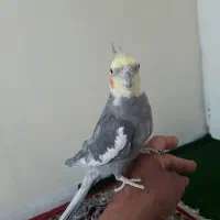 فروش یک جفت عروس هلندی نرو ماده