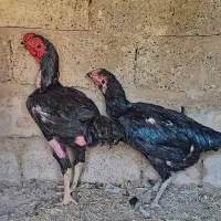 مرغ و خروس لاری اصیل|حیوانات مزرعه|گتوند, |دیوار