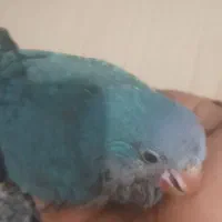 طوطی راهب سرلاکی دمه دونخور