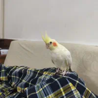 عروس هلندی دستی|پرنده|کاشان, فاز ۲ ناجی آباد|دیوار