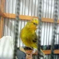 سهره قناری دهن سهره کامل مست بخون