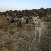 سگ بیابونی|سگ|ارژن, |دیوار