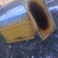 تعدادی پوکه و قوطی زنبور عسل