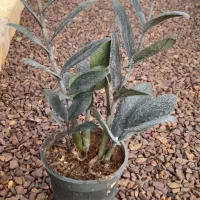 زاموفولیا سوپر بلک|گل و گیاه طبیعی|محلات, |دیوار