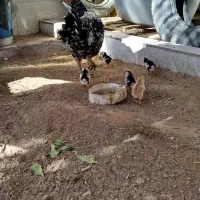 مرغ لاری با ۸ عدد جوجة در شادگان