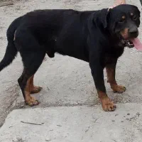 سگ رتوایلر نر گمشده