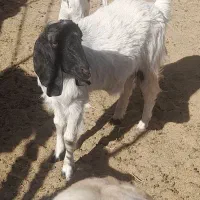 یک میش ماده