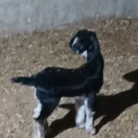 میش|حیوانات مزرعه|کازرون, |دیوار