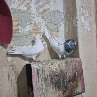 ۱۵ تا پرنده پرشی