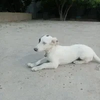 سگ پا کوتاه