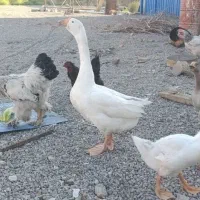 قوغاز لیندا و اوکراینی معاوضه با مرغ خروس محلی