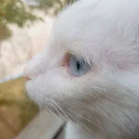 نژاد ترکیش چشم ابی