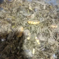 ذرت علوفهای پردان|عمدهفروشی|نهاوند, |دیوار