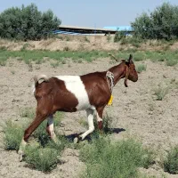 بز پاکستانی ۲قلوزا + ۲ بزغاله اصلاح نژادی