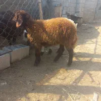 بره ماده