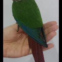 فروش گرینچیک