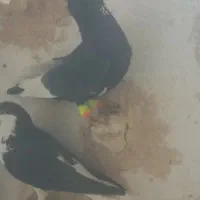 سیاه پلنگ کلاهی نر پریده با سیاه رسمی|پرنده|رفسنجان, |دیوار