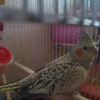 عروس هلندی سالم رام وبازیگوش|پرنده|بانه, |دیوار